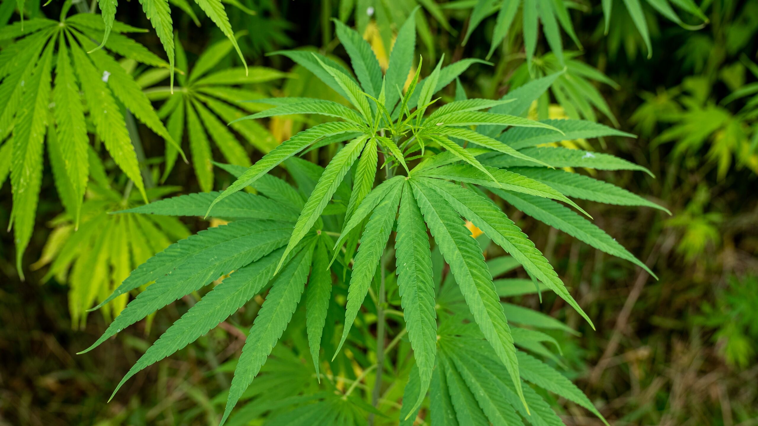 Cultivo de Cannabis en Colombia ¿Es Legal? Vibrant green cannabis leaves captured in an outdoor setting, showcasing botanical details.